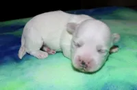 Linus, a male Coton de Tulear for sale in Lyons, NE – Photo 6 of 8