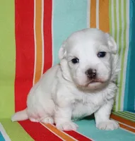 Linus, a male Coton de Tulear for sale in Lyons, NE – Photo 3 of 8