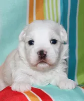 Linus, a male Coton de Tulear for sale in Lyons, NE – Photo 2 of 8