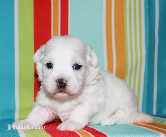 Linus, a male Coton de Tulear for sale in Lyons, NE – Photo 1 of 8