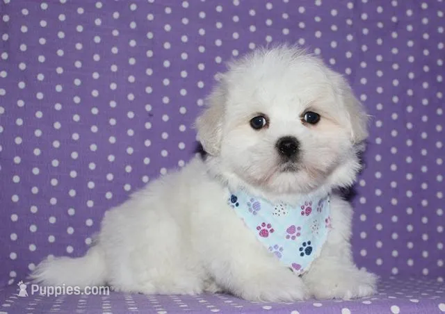 Linus – Coton de Tulear puppy for sale in Lyons, NE