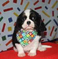 Barron, a male Cavalier King Charles Spaniel for sale in Lyons, NE – Photo 4 of 10