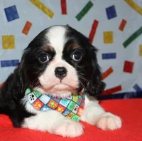 Barron, a male Cavalier King Charles Spaniel for sale in Lyons, NE – Photo 3 of 10