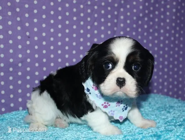 Barron – Cavalier King Charles Spaniel puppy for sale in Lyons, NE