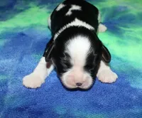 Barron, a male Cavalier King Charles Spaniel for sale in Lyons, NE – Photo 2 of 4