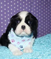 Barron, a male Cavalier King Charles Spaniel for sale in Lyons, NE – Photo 3 of 10