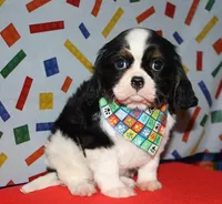 Barron, a male Cavalier King Charles Spaniel for sale in Lyons, NE – Photo 2 of 10