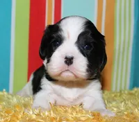 Barron, a male Cavalier King Charles Spaniel for sale in Lyons, NE – Photo 7 of 10