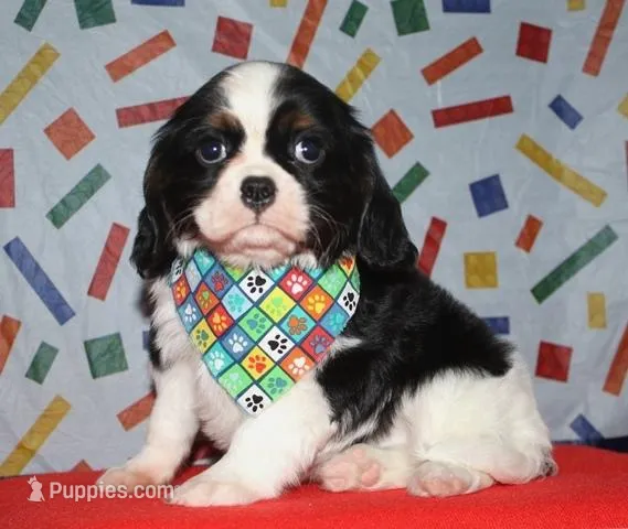 Barron – Cavalier King Charles Spaniel puppy for sale in Lyons, NE