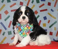 Barron, a male Cavalier King Charles Spaniel for sale in Lyons, NE – Photo 1 of 10