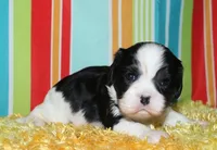 Barron, a male Cavalier King Charles Spaniel for sale in Lyons, NE – Photo 5 of 10