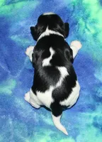 Barron, a male Cavalier King Charles Spaniel for sale in Lyons, NE – Photo 4 of 4