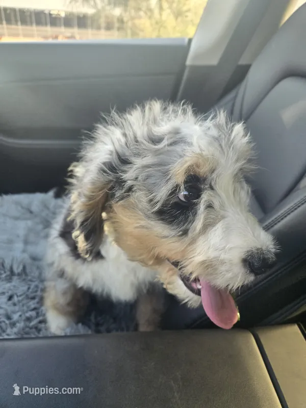 Lily – Bernedoodle puppy for sale in Streetsboro, OH