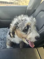Lily, a female Bernedoodle for sale in Streetsboro, OH – 1 of 5