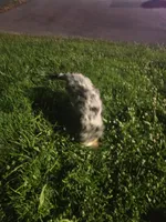 Lily, a female Bernedoodle for sale in Streetsboro, OH – 3 of 5