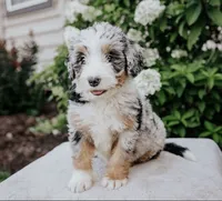 Lily, a female Bernedoodle for sale in Streetsboro, OH – 4 of 5