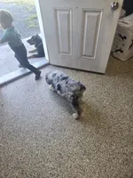 Lily, a female Bernedoodle for sale in Streetsboro, OH – 2 of 5