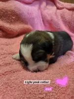 Bernese mountain dog and great pyrenees mix , a female Bernese Mountain Dog for sale in Zebulon, GA – 9 of 10