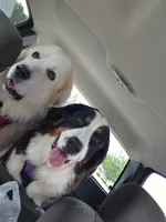 Bernese mountain dog and great pyrenees mix , a female Bernese Mountain Dog for sale in Zebulon, GA – 2 of 10