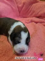 Bernese mountain dog and great pyrenees mix , a female Bernese Mountain Dog for sale in Zebulon, GA – 5 of 10