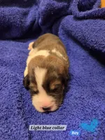 Bernese mountain dog and great pyrenees mix , a female Bernese Mountain Dog for sale in Zebulon, GA – 10 of 10