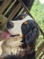 Bernese mountain dog and great pyrenees mix , a female Bernese Mountain Dog for sale in Zebulon, GA – 1 of 10