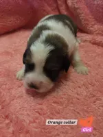 Bernese mountain dog and great pyrenees mix , a female Bernese Mountain Dog for sale in Zebulon, GA – 8 of 10