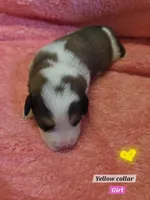 Bernese mountain dog and great pyrenees mix , a female Bernese Mountain Dog for sale in Zebulon, GA – 7 of 10