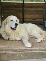 Bernese mountain dog and great pyrenees mix , a female Bernese Mountain Dog for sale in Zebulon, GA – 3 of 10