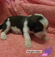 Bernese mountain dog and great pyrenees mix , a female Bernese Mountain Dog for sale in Zebulon, GA – 6 of 10