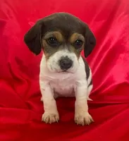 Blake, a female Beagle for sale in San Diego, CA – Photo 2 of 5