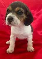 Blake, a female Beagle for sale in San Diego, CA – Photo 5 of 5