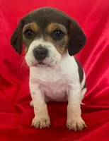 Blake, a female Beagle for sale in San Diego, CA – Photo 1 of 5