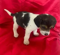 Blake, a female Beagle for sale in San Diego, CA – Photo 3 of 5