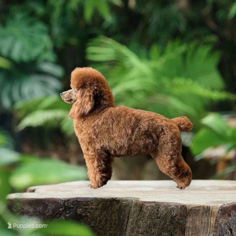 Ruby – Poodle - Toy  puppy for sale in Brookshire, TX