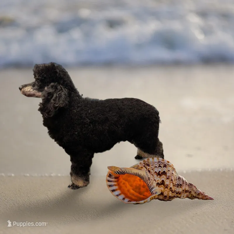 Bambi – Poodle - Toy  puppy for sale in Brookshire, TX