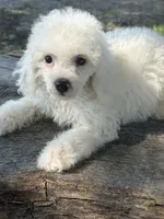 Gracie, a female Cockapoo and Poodle - Toy  for sale in Salisbury, NC – 2 of 10