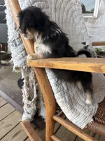 Dasey, a female Cockapoo for sale in Salisbury, NC – 2 of 7