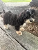 Sharpee, a male Cockapoo for sale in Salisbury, NC – 2 of 10