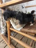 Dasey, a female Cockapoo for sale in Salisbury, NC – 5 of 7