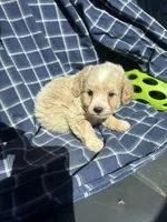 Grady, a male Cockapoo and Poodle - Toy  for sale in Salisbury, NC – 6 of 6