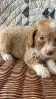 Gigi, a female Cockapoo and Poodle - Toy  for sale in Salisbury, NC – 3 of 4