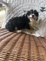 Sharpee, a male Cockapoo for sale in Salisbury, NC – 7 of 10