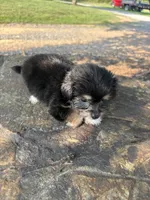 Dasey, a female Cockapoo for sale in Salisbury, NC – 2 of 2