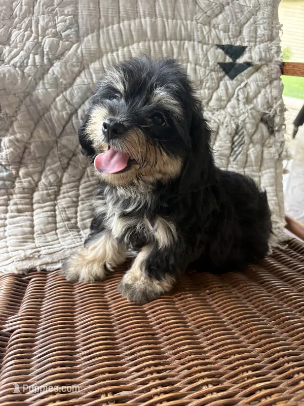 Hank – Cockapoo puppy for sale in Salisbury, NC