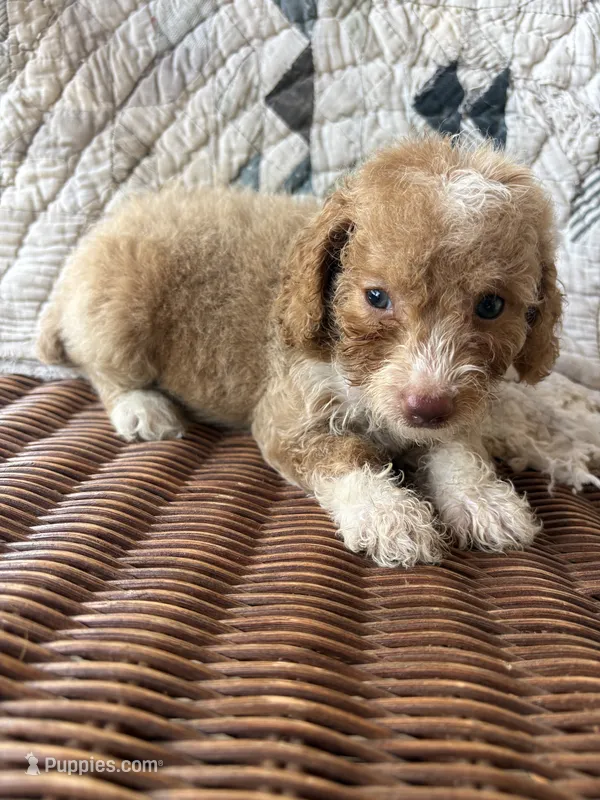 Gigi – Cockapoo, Poodle - Toy  puppy for sale in Salisbury, NC