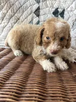 Gigi, a female Cockapoo and Poodle - Toy  for sale in Salisbury, NC – 1 of 4