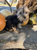 RG, a male Yorkshire Terrier for sale in Salisbury, NC – 2 of 5
