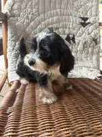 Sharpee, a male Cockapoo for sale in Salisbury, NC – 4 of 4
