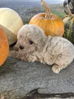 Cracker, a female Poodle - Toy  for sale in Salisbury, NC – 6 of 6